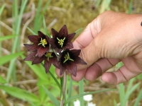 Beautiful flowers